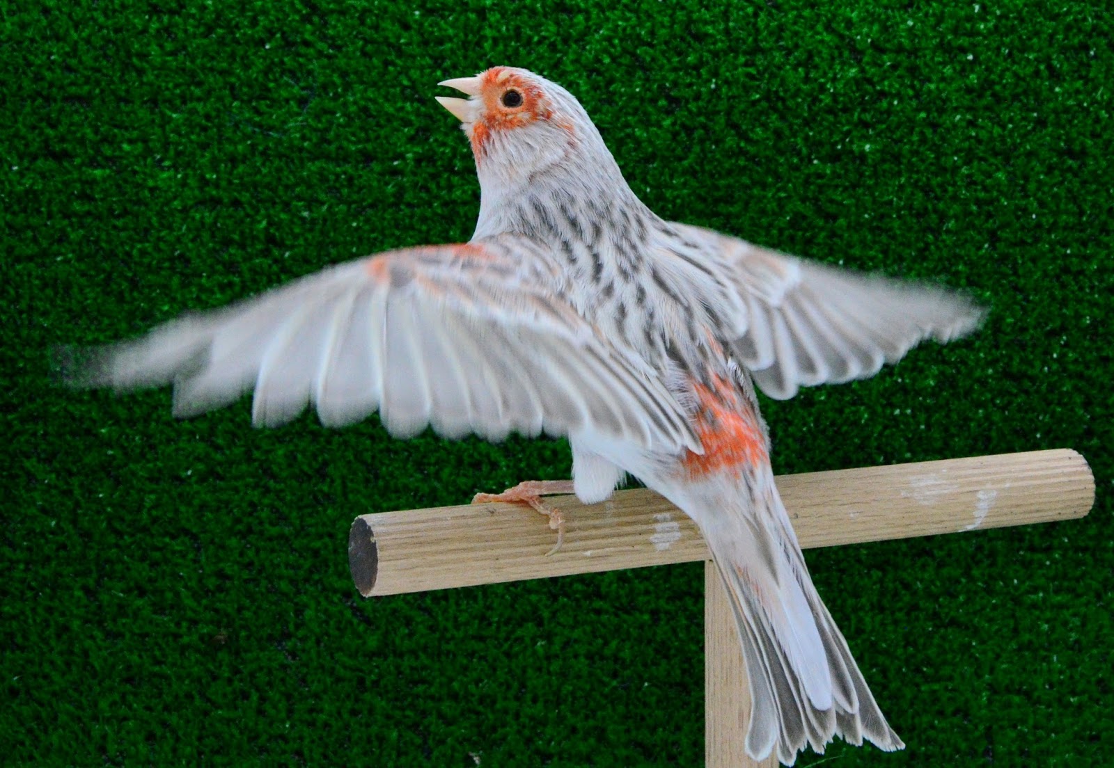 AVIARIO DE CANARIOS DE COLOR: AGATA PASTEL ROJO MOSAICO MACHO