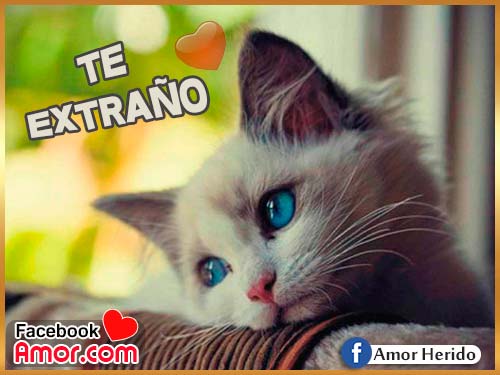 te extraño amor te extraño amor