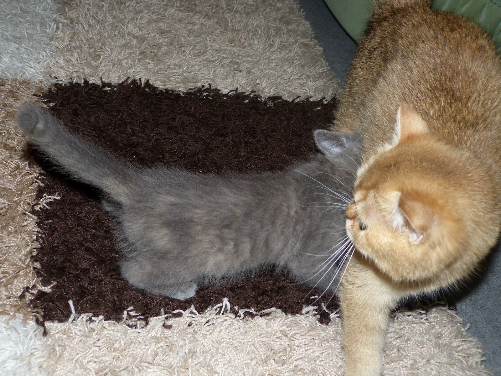 Britisch Kurzhaar Kitten BKH golden tabby ticked / golden shaded