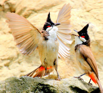 Ngô Hoàng Tuấn: Tìm hiểu về loài chim Chào mào và các loài chim cùng họ