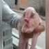 Поросенок с человеческим лицом родился в Китае. Видео