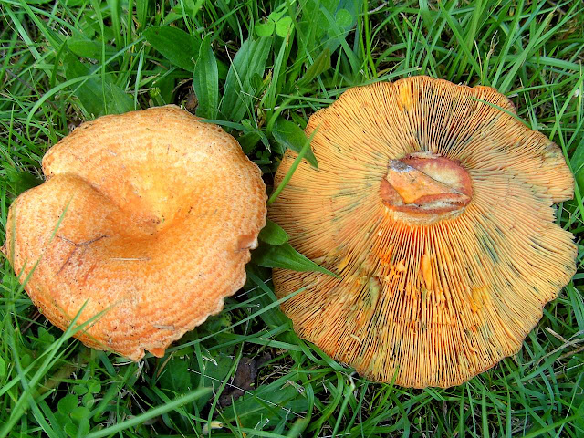 Saffron%2Bmilk%2Bcup%2Bmushroom%2B2.jpg