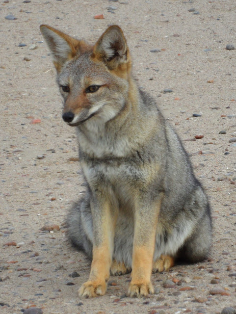 Visitar a PENÍNSULA DE VALDÉS e celebrar o êxtase da natureza selvagem | Argentina