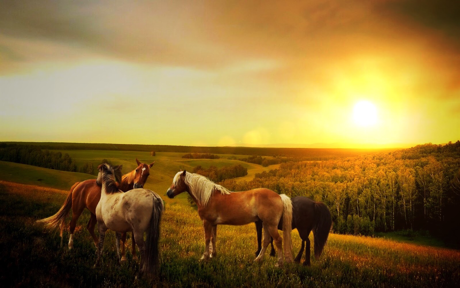 Horses With Sunset