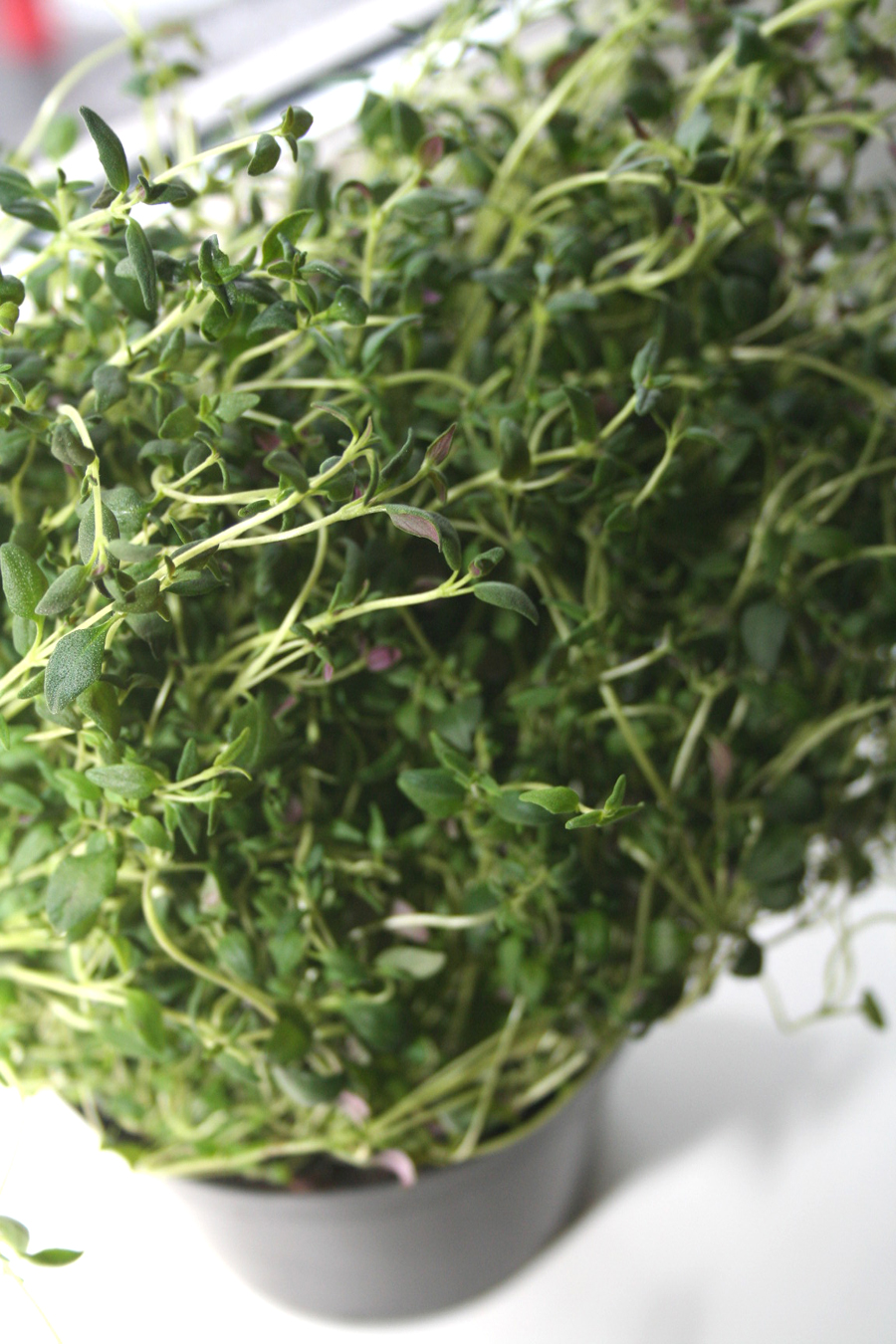 ground thyme fresh ground thyme fresh