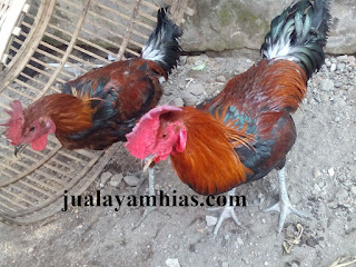 Ayam Pelung Dewasa