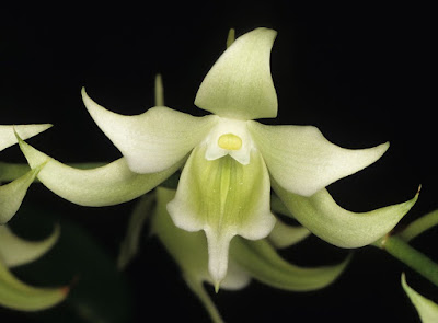 Sobennikoffia robusta orchid plant care and culture