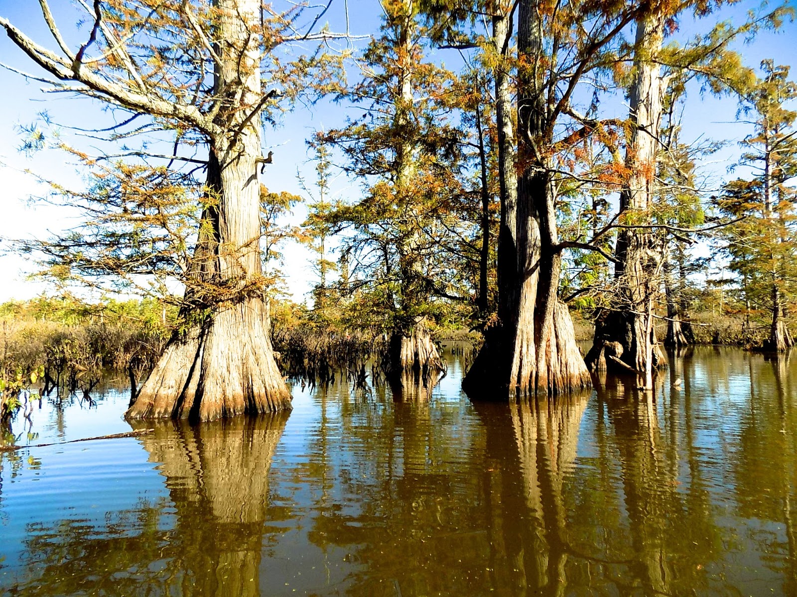 Chuck's Adventures Paddling Cache River State Natural Area Illinois' Cypress & Tupelo Swamp