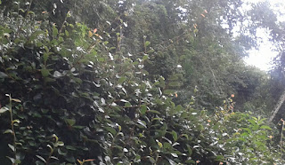 A Cota de Reserva Ambiental – CRA na Lei 12.651/12