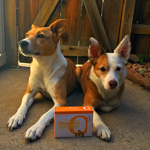 Can I Give My Dog Omega 3 For Humans