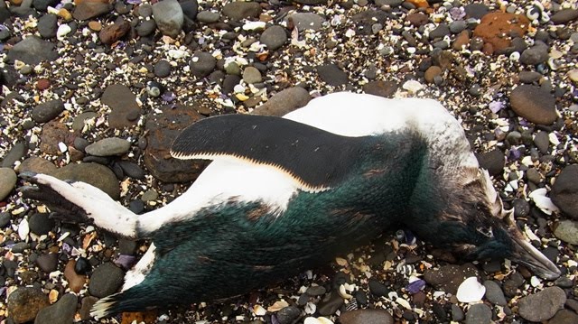 Medlar Comfits: Fairy penguin observations