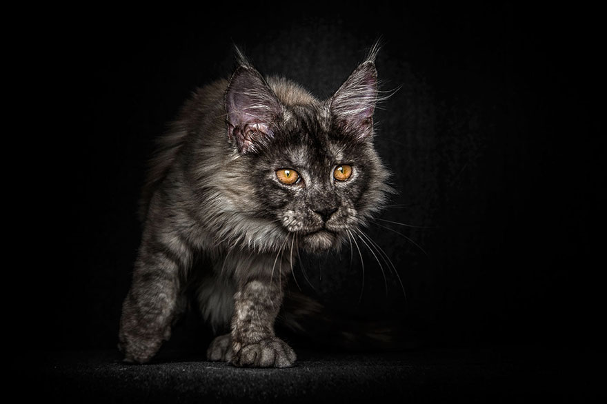 loveisspeed.......: Mythical Beasts: Photographer Captures ...