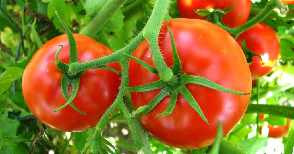 تفسير حلم رؤية الطماطم او البندورة في المنام لابن سيرين