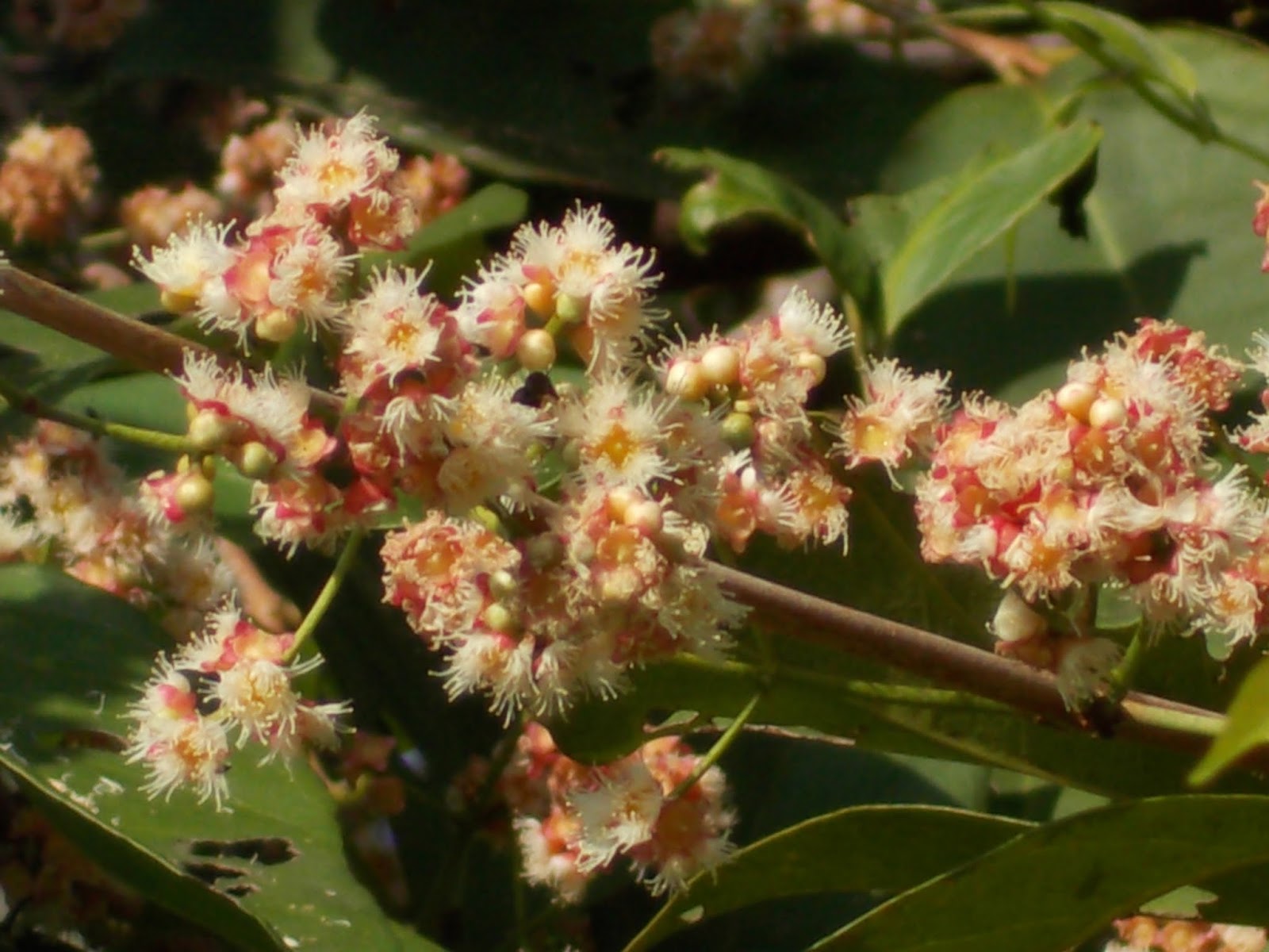Plants found in Singapore Syzygium polyanthum
