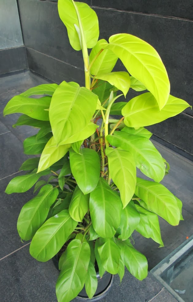 Design Green India Best Tips For Growing Indoor Plants ( Part 5