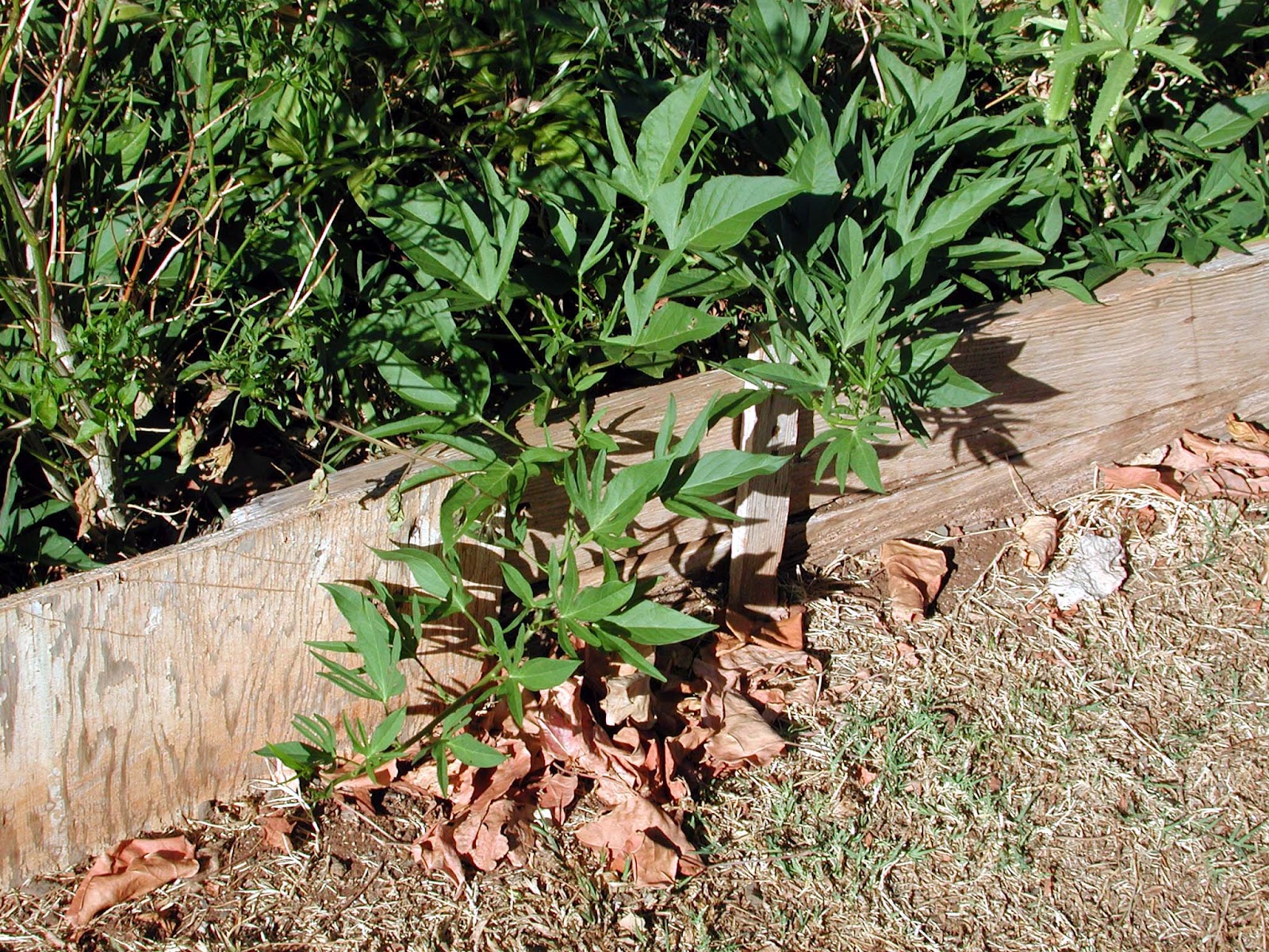 Grow Your Own Sweet Potatoes Hawaii Horticulture Sweet Potatoes Prefer Well Drained Soil If Is Not Available Raised Beds