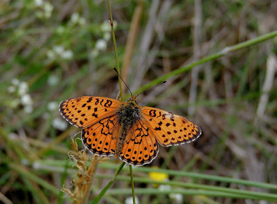 Mariposa Brenthis hecate Brenthis hecate, en Ourense