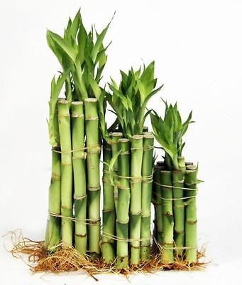 bambu bambu