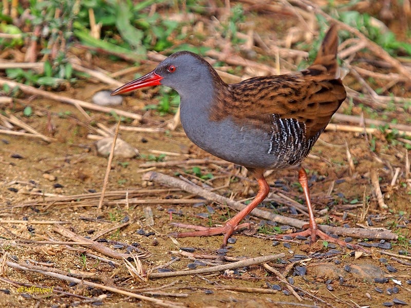 MIS AMIGAS LAS AVES: (Rallus aquaticus) Rascón europeo