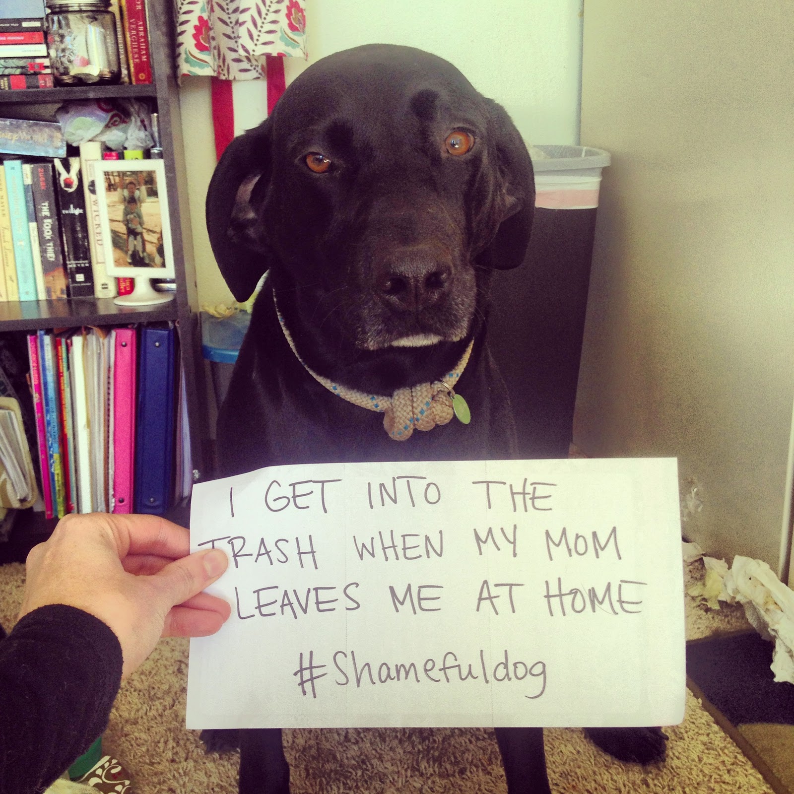 mountains & mode What To Do When You're Dog Gets Into the Trash...