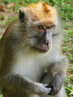 Pensive monkey - MacRitchie Park