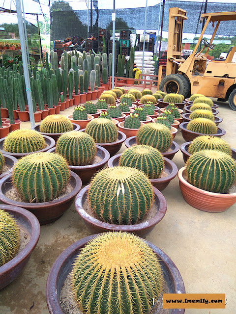 Tan Kok Leyong Nursery cactus