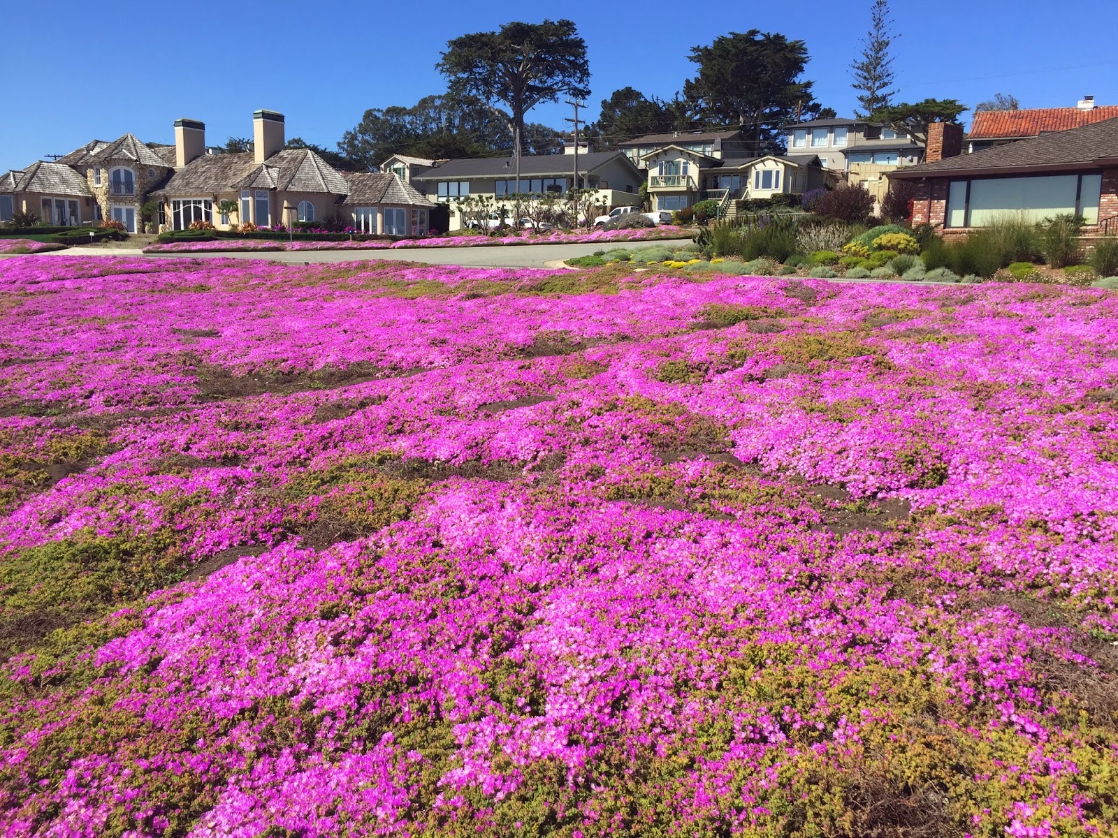 Travel M Girl Pacific Grove in Bloom