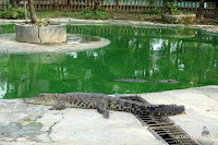 taman buaya indonesia jaya