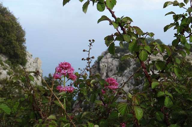 Rosa Blüten, Felsen Tête de Chien, Südfrankreich, FCA