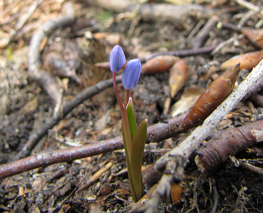 Cebulica dwulistna (Scilla bifolia L.). Cebulica dwulistna (Scilla bifolia L.).