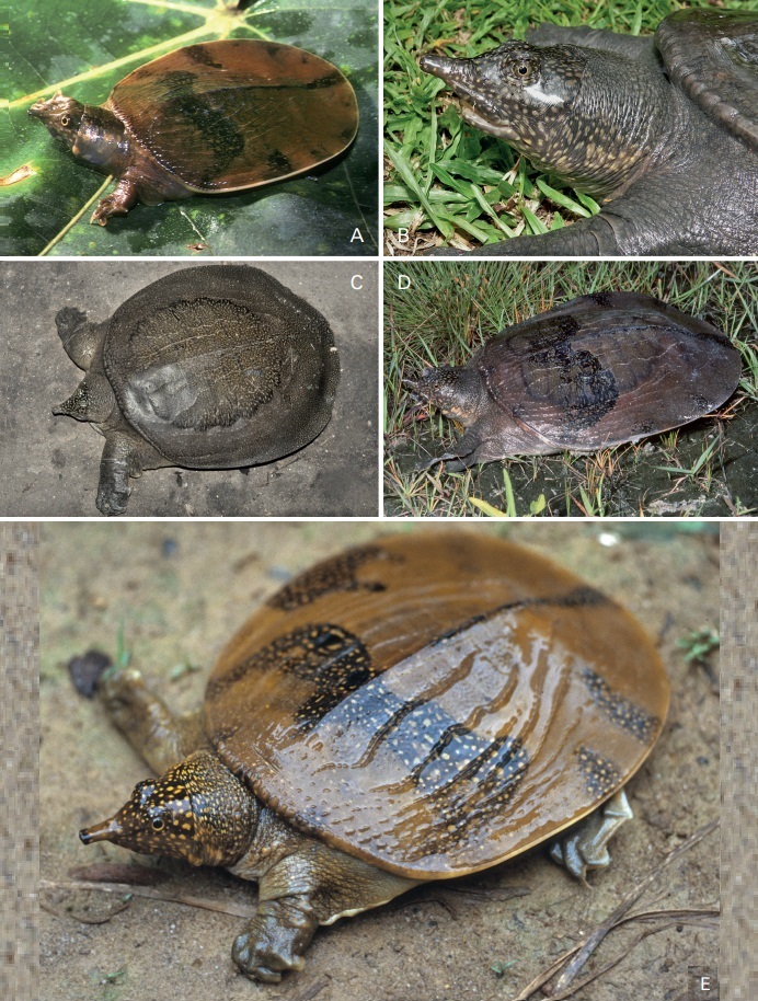 Species New to Science: [Herpetology • 2014] Phylogeography of the ...