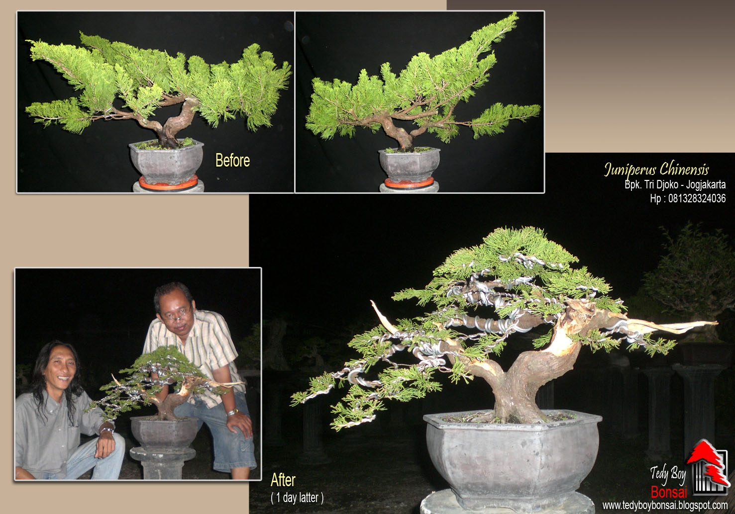 Bonsai Tedy Boy Bonsai Bali INDONESIA europe usa america european JAPAN