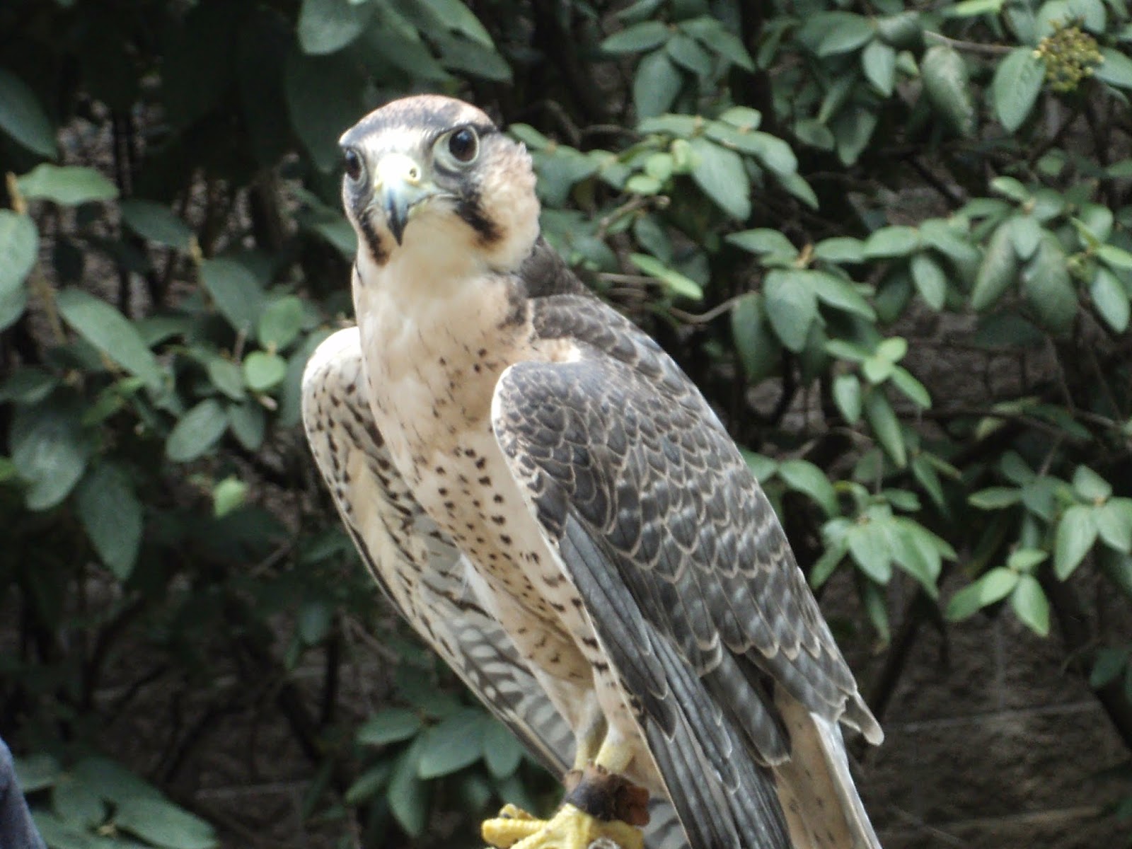 Aves WildLife Association Birds at the Cincinnati Zoo!