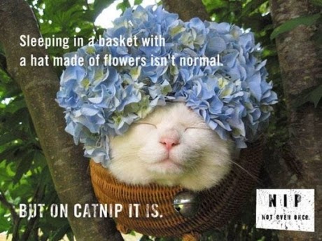 꽃을 머리에 쓴 고양이들.jpg | 인스티즈