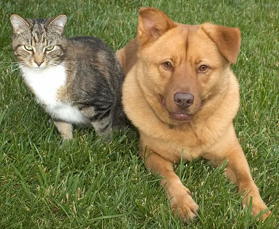 Dog Behavior Digest: Can Dogs and Cats Live Peacefully Together?