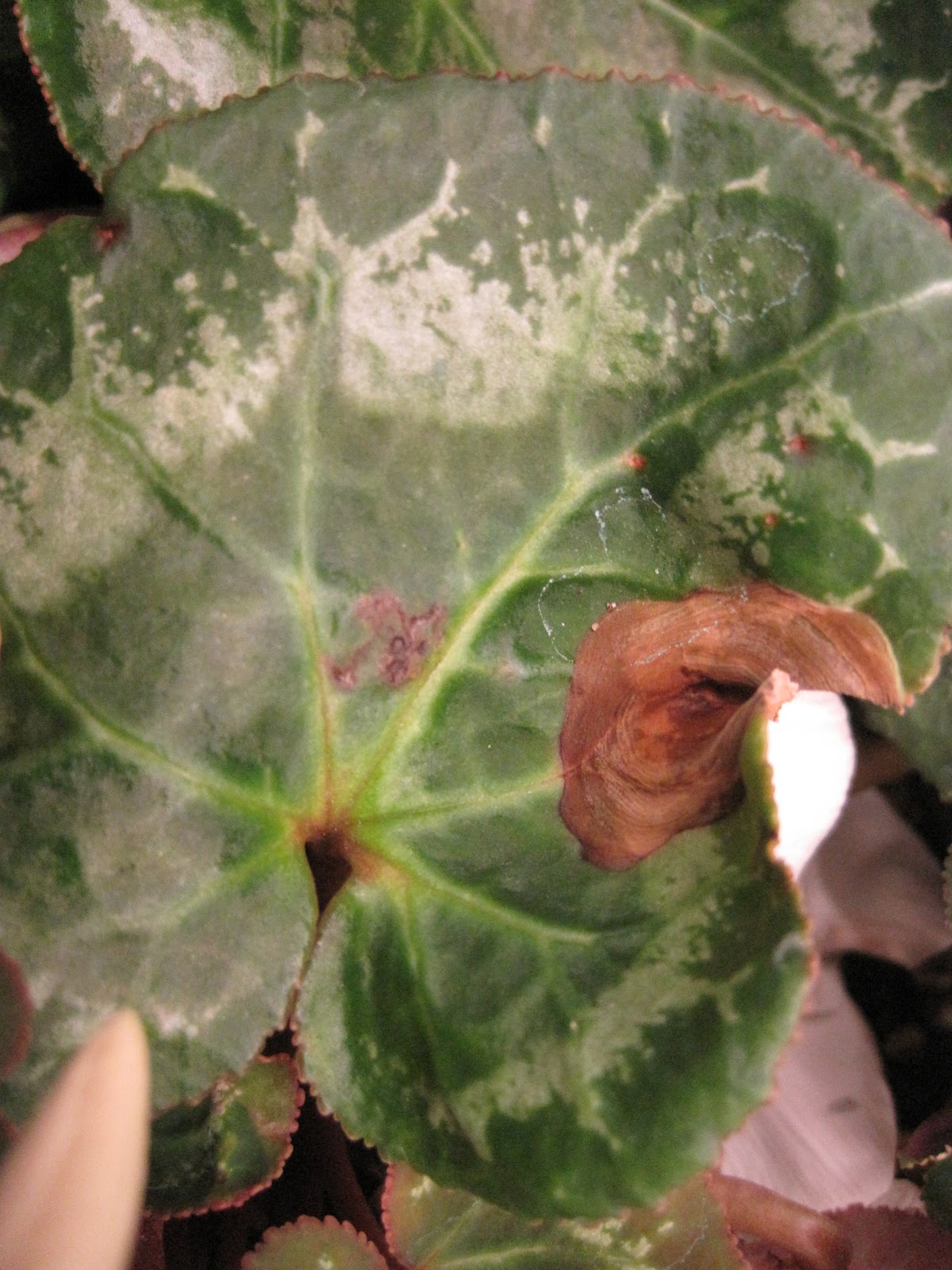 NCSU PDIC Sample of the Week INSV on Cyclamen
