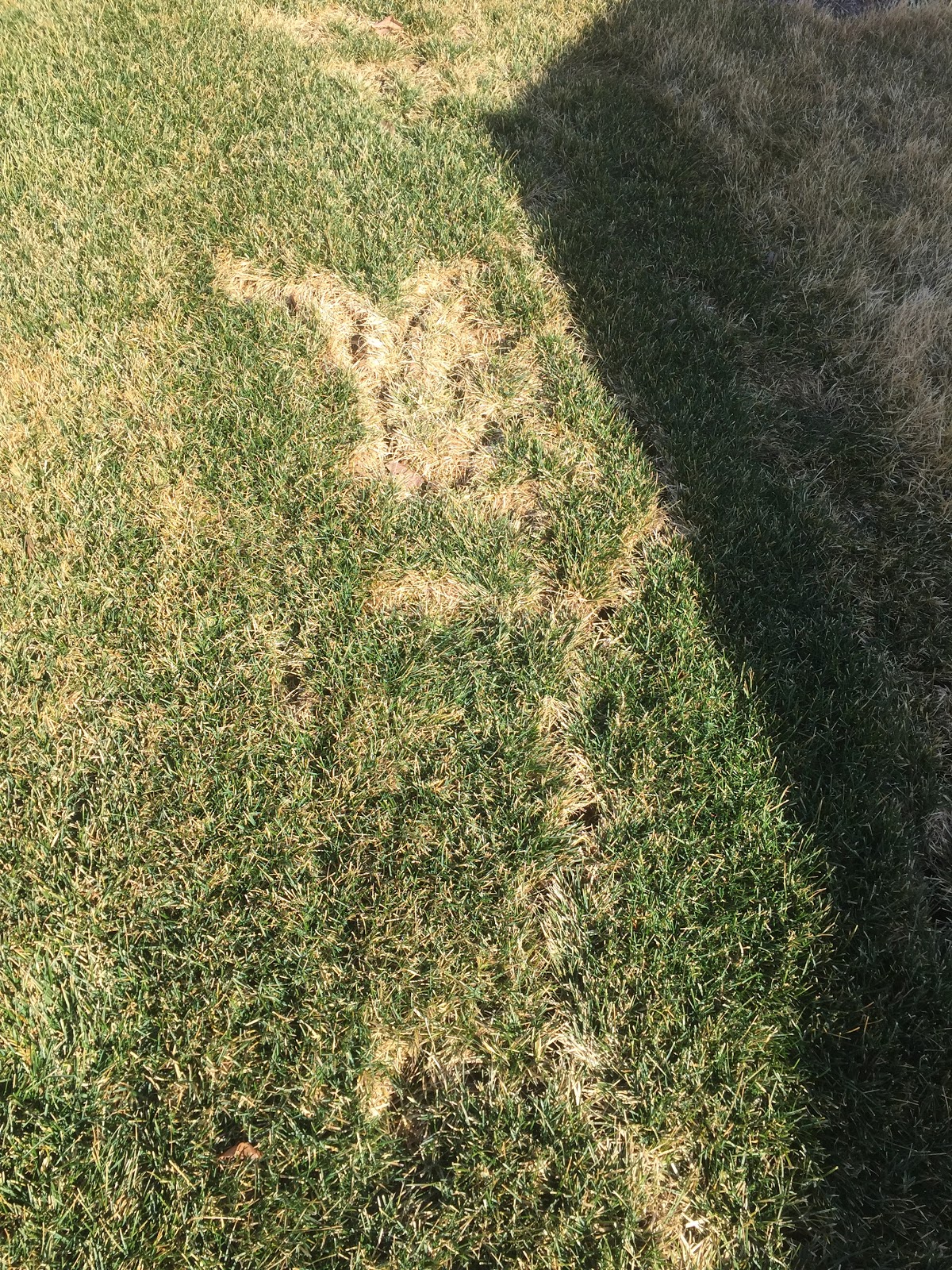 Vole Trenches in Lawn (Photos) [Backyard Neophyte Landscaping Blog]