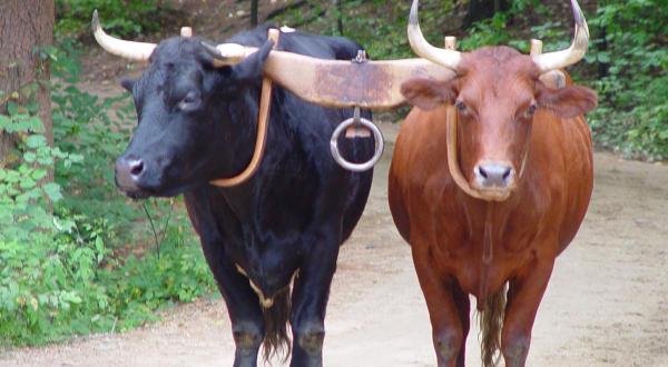 top 10 strongest animals