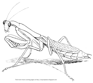 mantis praying coloring drawing drawings designlooter mantodea crayon palace getdrawings insects 35kb 642px
