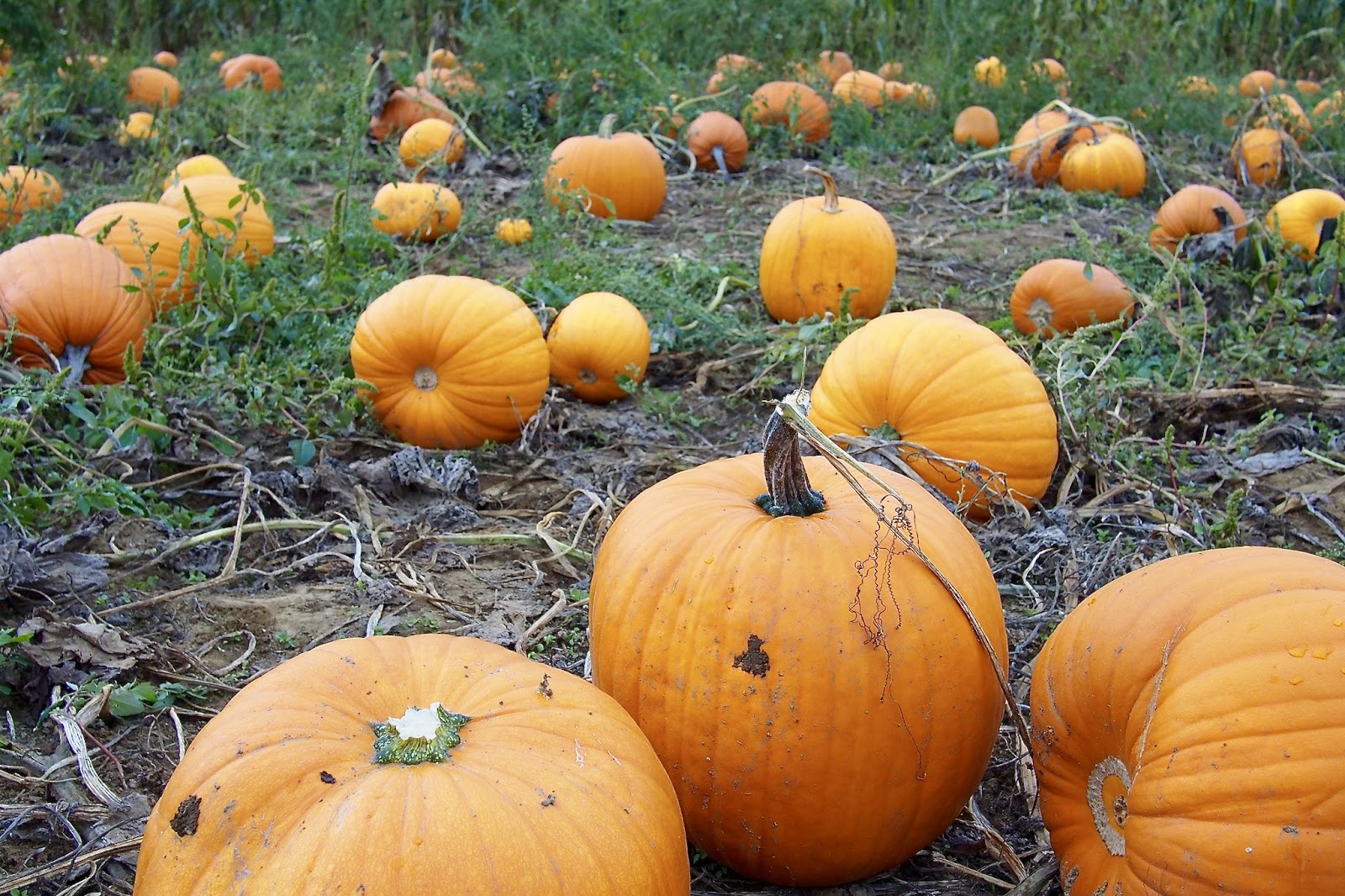 Aldor Acres Family Farm/ Pumpkin Patch Langley