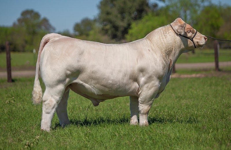 DIAMOND G CATTLE CO. Check her out!!