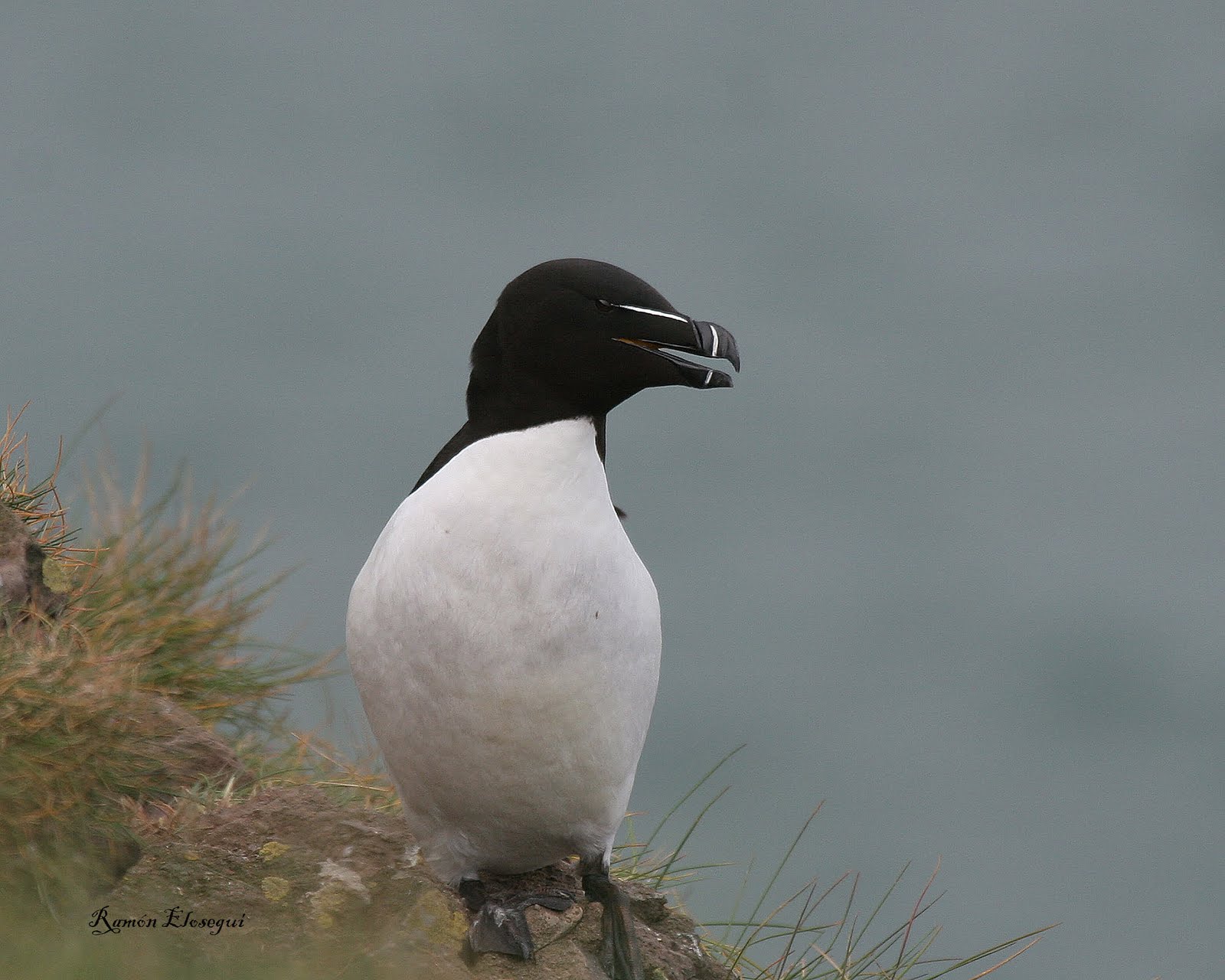 HEGAZTIKLIK: ALCA COMUN (Alca torda)