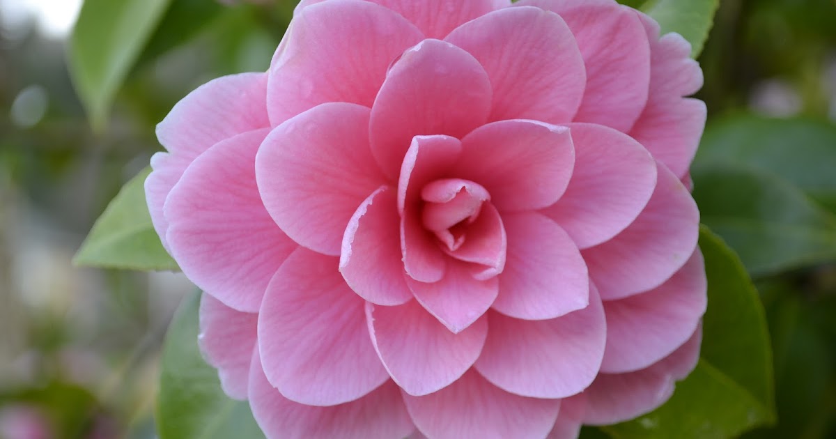 Lux counter: Flowers That Start With A T : Growing Kalanchoe Plants