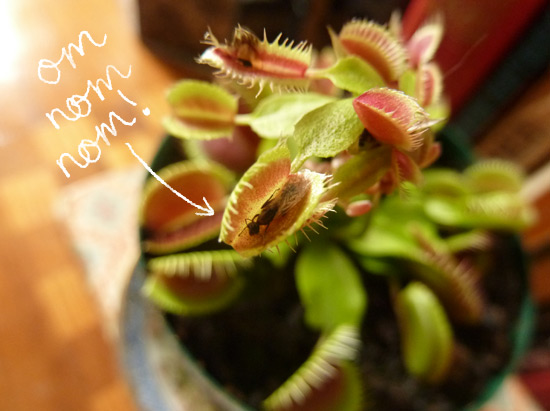 moments of happiness - my venus fly trap