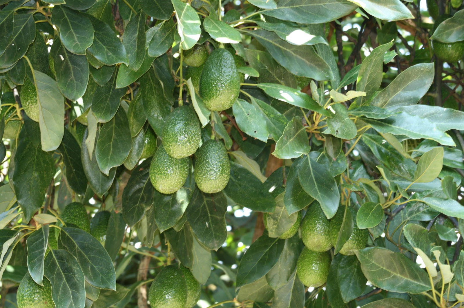 Aguacate (persea americana) Frutas del mundo