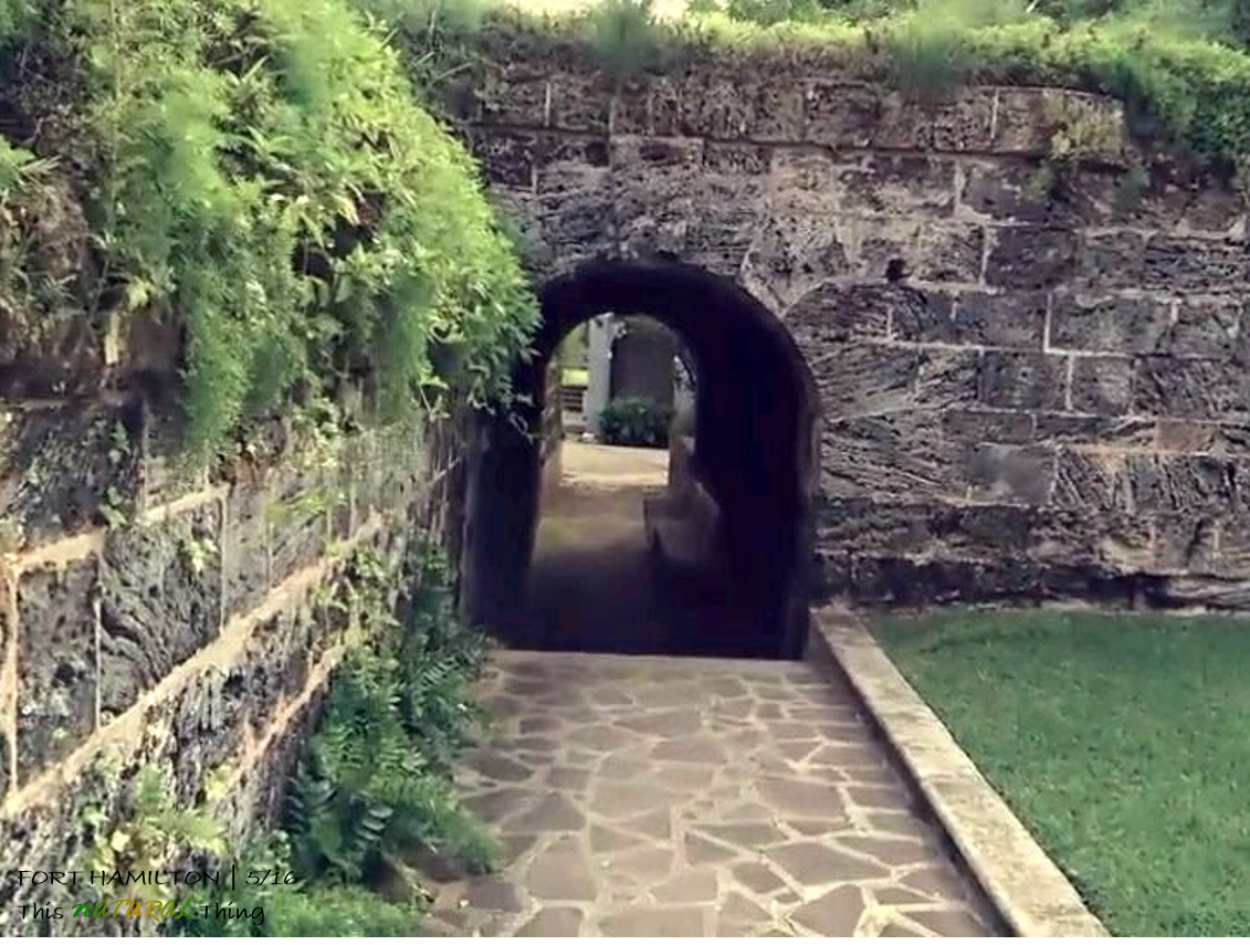 This NATURAL Thing Fort Hamilton Top of the City