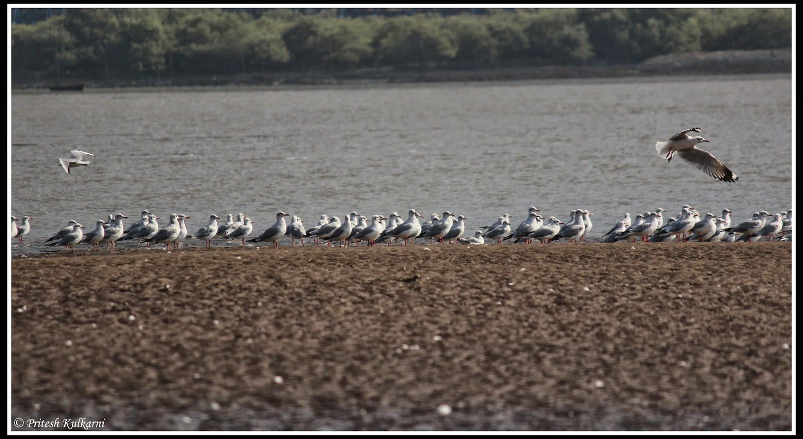 Seagulls at beach Seagulls at beach