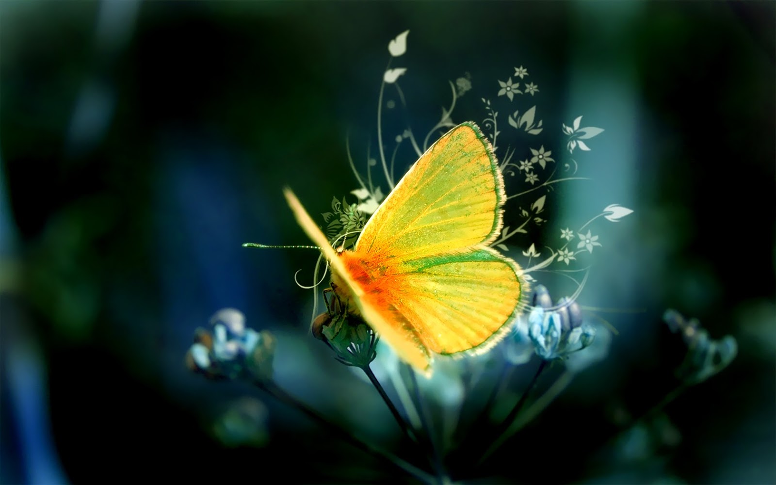 Herunterladen 1920x1080 full hd hintergrundbilder schmetterling neon Butterfly HD Wallpapers | HD Wallpapers - Blog
