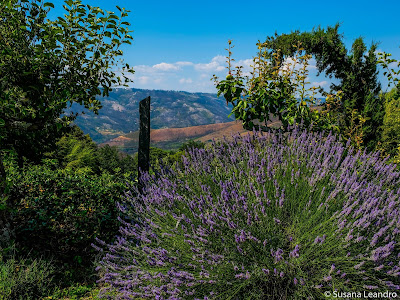 Hotel Rural Quinta da Geia mostardanonariz