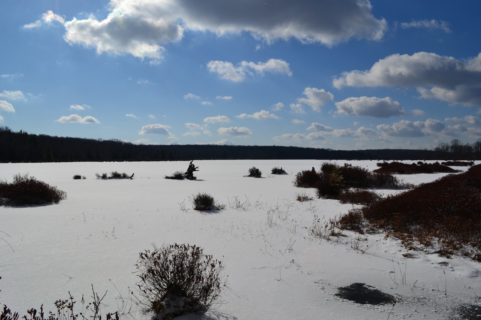 Nanda & Nathan The Travellers Black Moshannon State Park